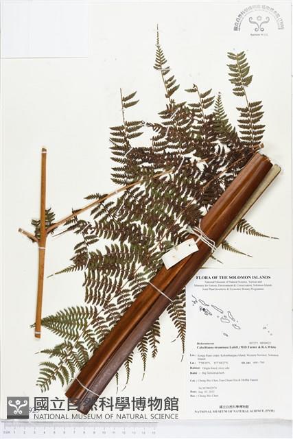 登錄號:BP00925藏品圖，第1張