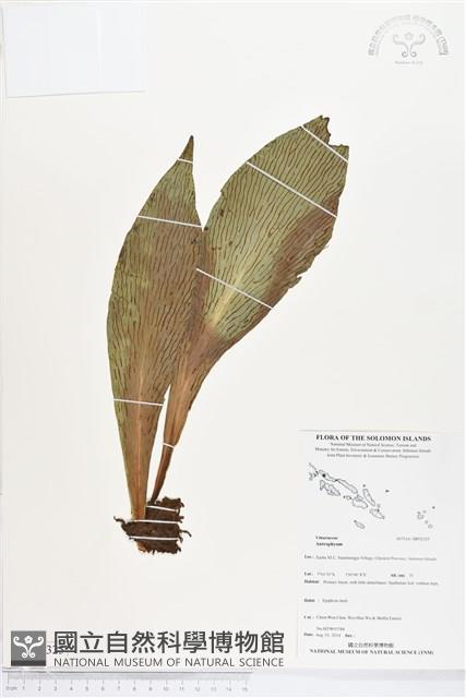登錄號:BP02325藏品圖，第1張