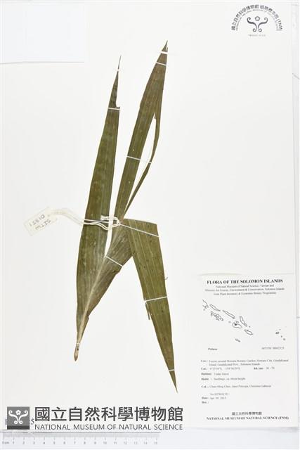 登錄號:BS02325藏品圖，第1張