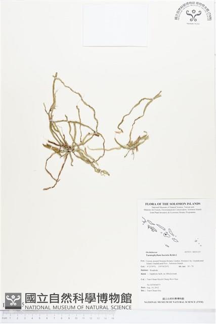 登錄號:BS01325藏品圖，第1張