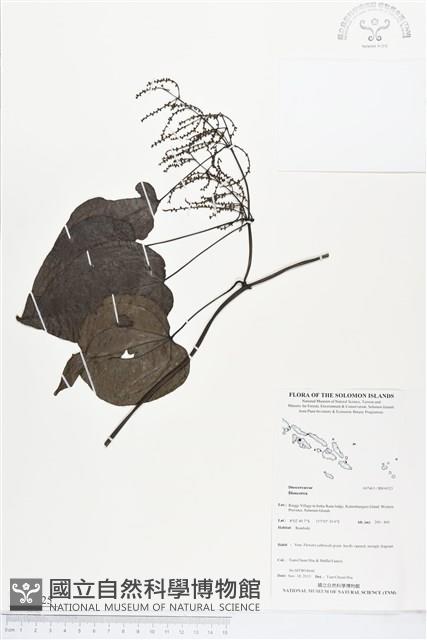 登錄號:BS04325藏品圖，第1張