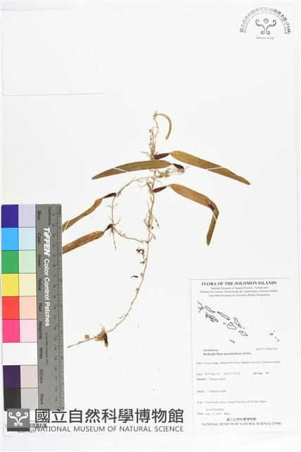 登錄號:BS07325藏品圖，第1張