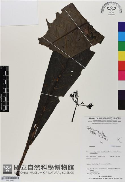 登錄號:BS06885藏品圖，第1張