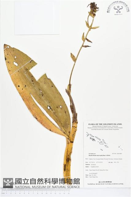 人面石斛蘭藏品圖，第1張