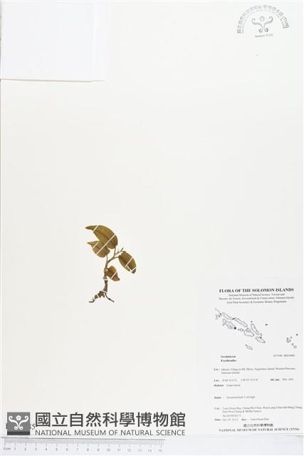 登錄號:BS03885藏品圖，第1張