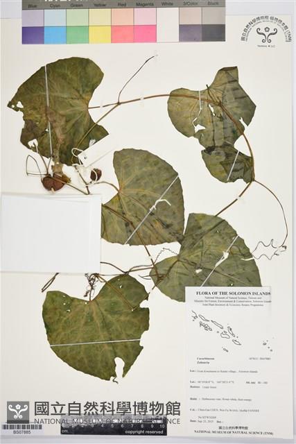 登錄號:BS07885藏品圖，第1張