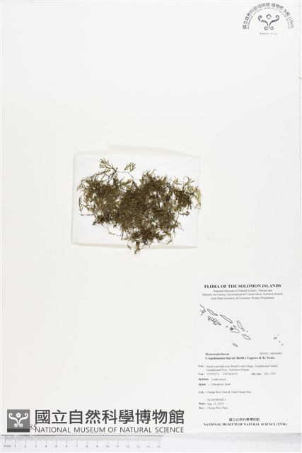 柯氏假脈蕨、假脈蕨藏品圖，第1張