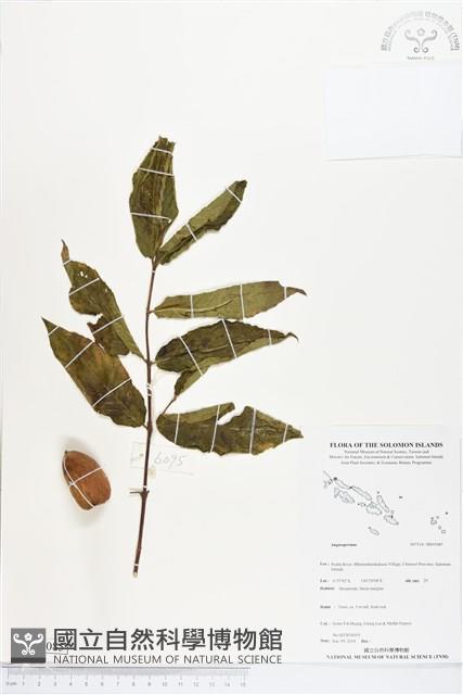 登錄號:BS05085藏品圖，第1張