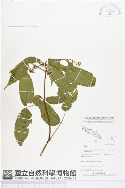 登錄號:BS04085藏品圖，第1張