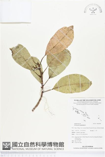 土沉香藏品圖，第1張