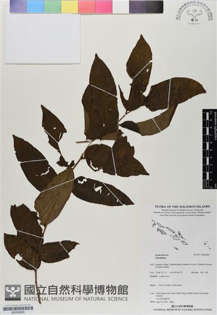 登錄號:BS06685藏品圖，第1張