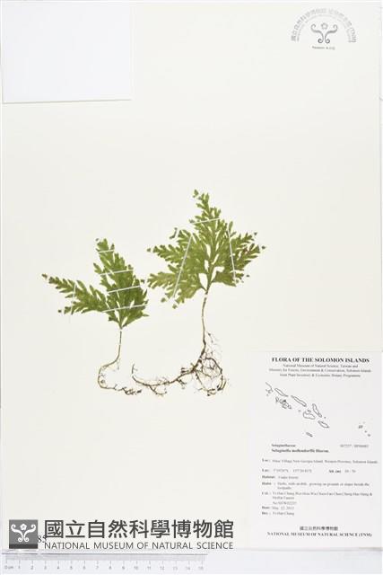 異葉卷柏藏品圖，第1張