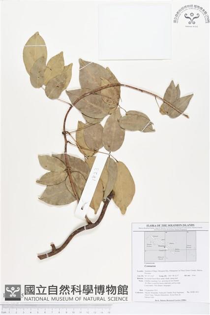 登錄號:BS01685藏品圖，第1張