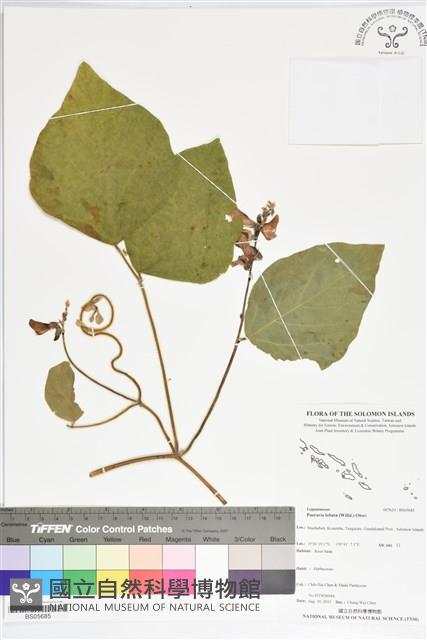 葛藤、野葛藏品圖，第1張