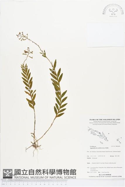 登錄號:BS04685藏品圖，第1張