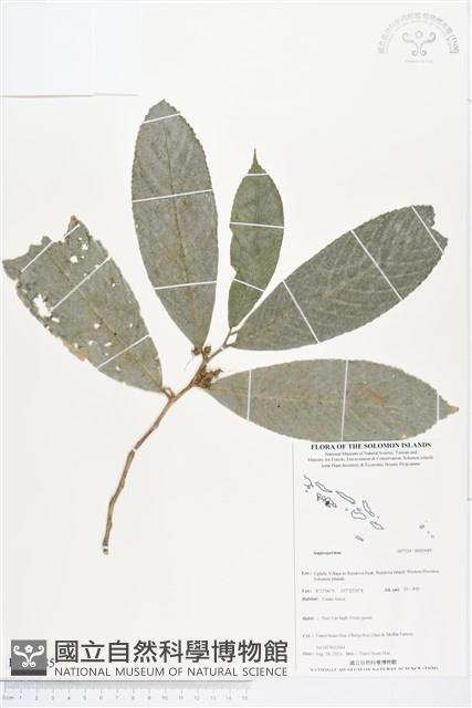 登錄號:BS03685藏品圖，第1張