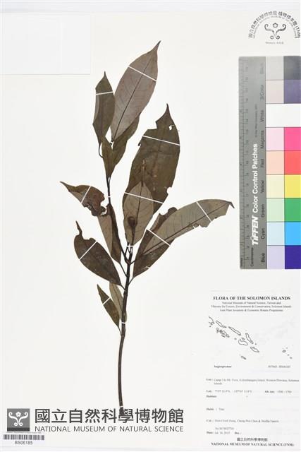登錄號:BS06185藏品圖，第1張