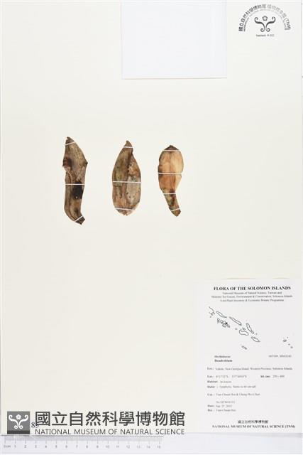 登錄號:BS02185藏品圖，第1張