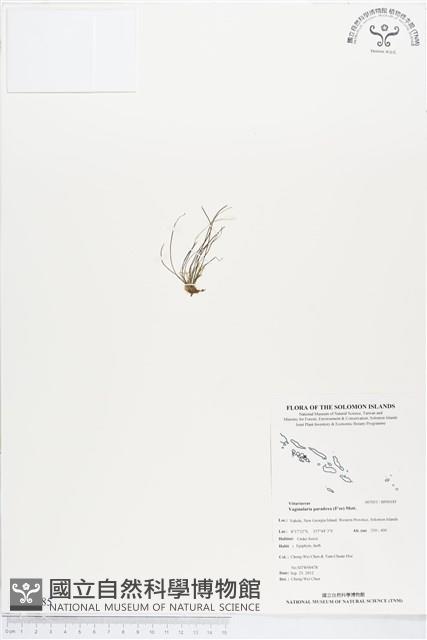 連孢一條線蕨藏品圖，第1張