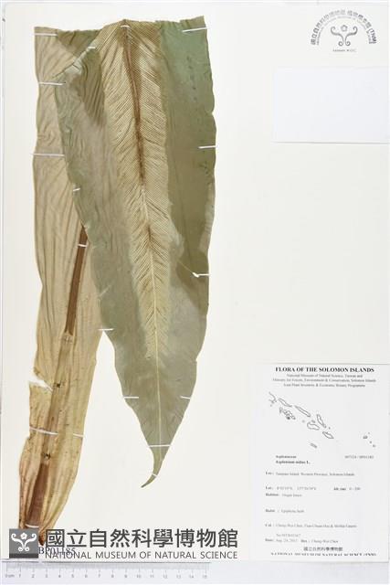 臺灣山蘇花藏品圖，第1張