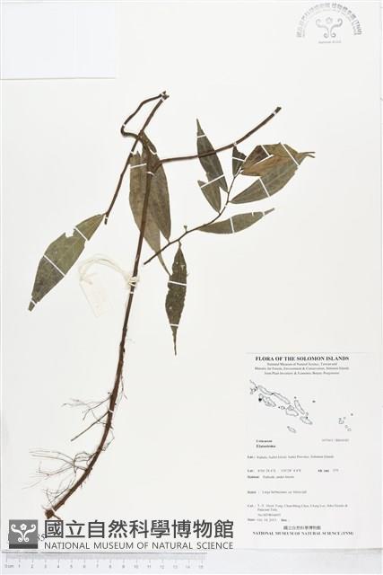 登錄號:BS04185藏品圖，第1張