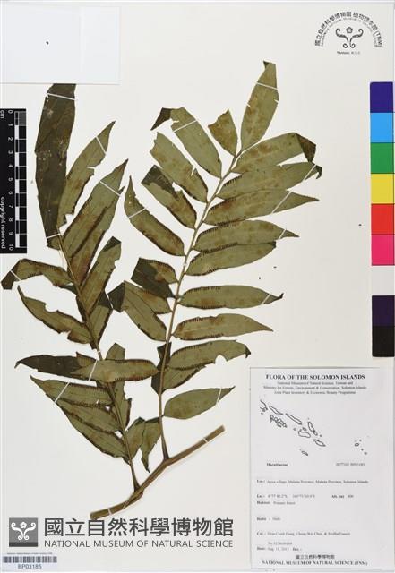 登錄號:BP03185藏品圖，第1張