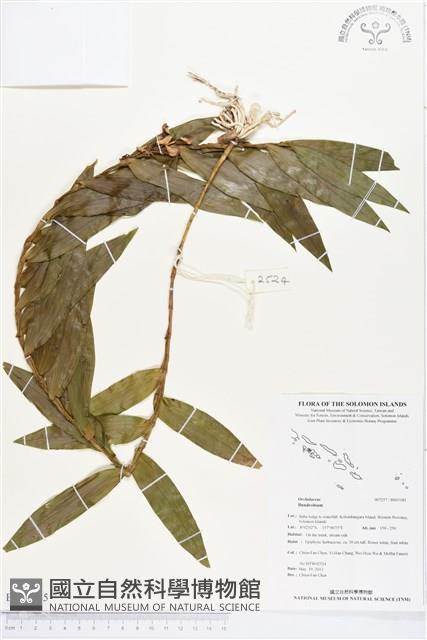 登錄號:BS03185藏品圖，第1張