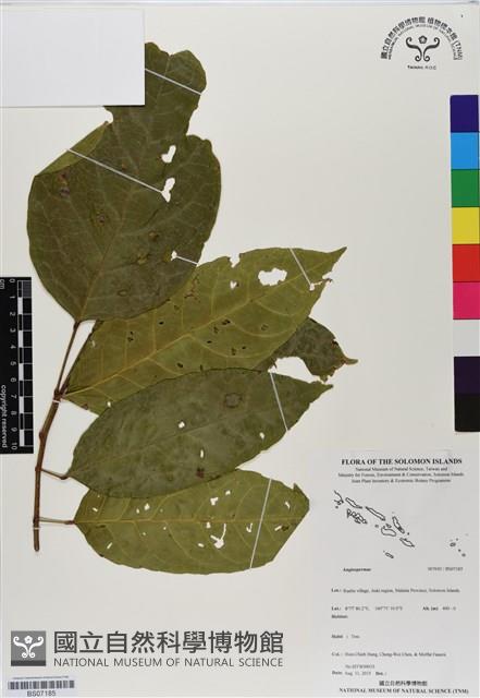 登錄號:BS07185藏品圖，第1張