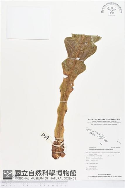 登錄號:BP00485藏品圖，第1張