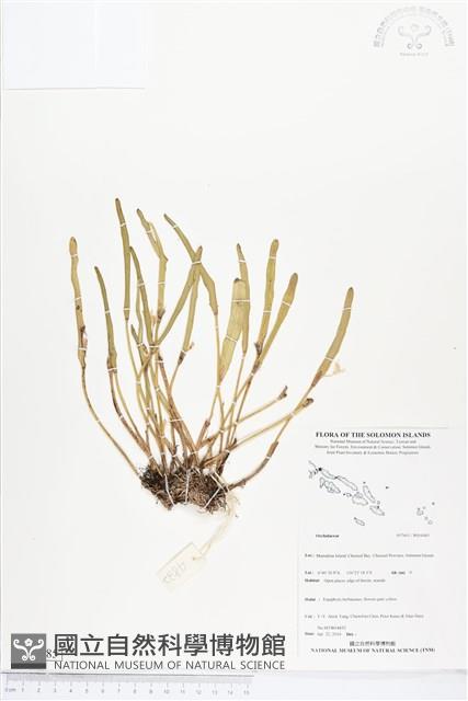 登錄號:BS04485藏品圖，第1張