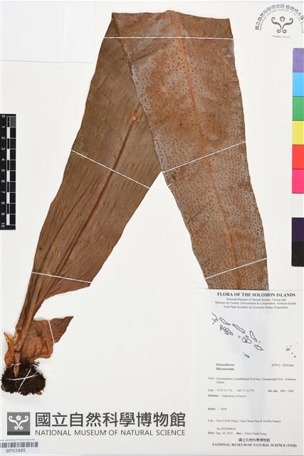 登錄號:BP03485藏品圖，第1張