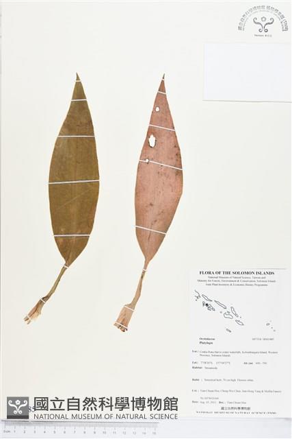 登錄號:BS03485藏品圖，第1張