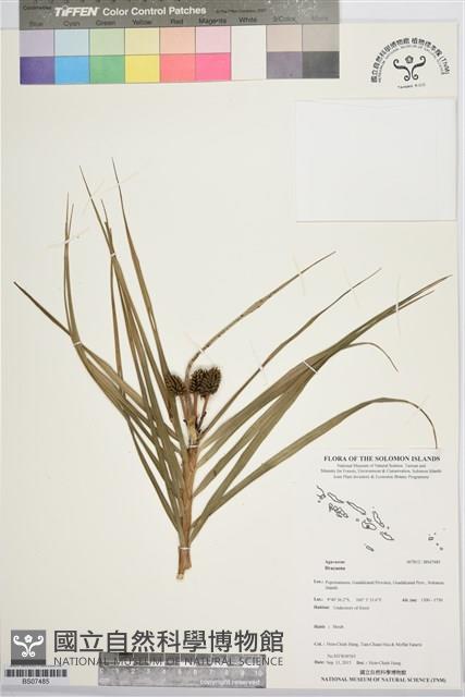 登錄號:BS07485藏品圖，第1張