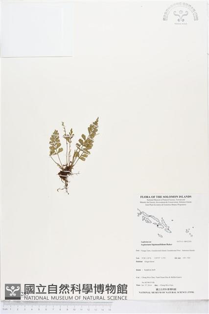 Accession Number:BP02285 Collection Image