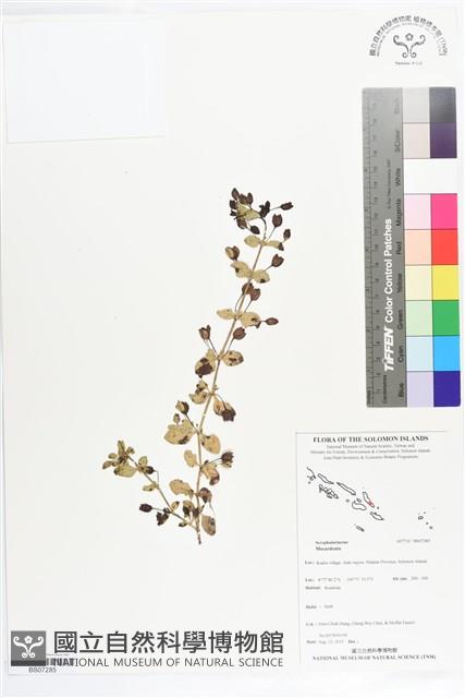 登錄號:BS07285藏品圖，第1張