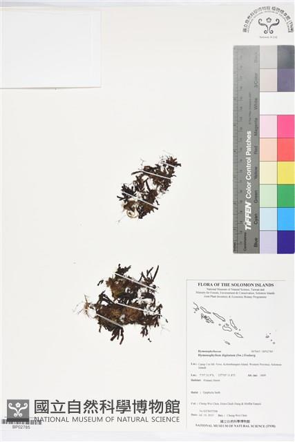 指裂細口團扇蕨藏品圖，第1張