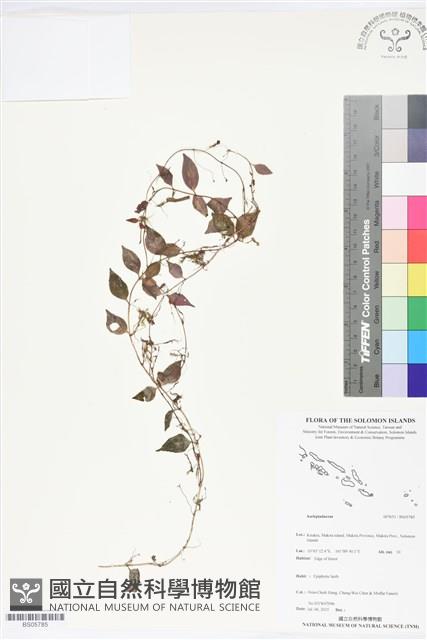 登錄號:BS05785藏品圖，第1張