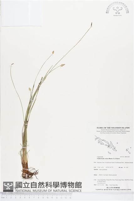 卵形飄拂草藏品圖，第1張