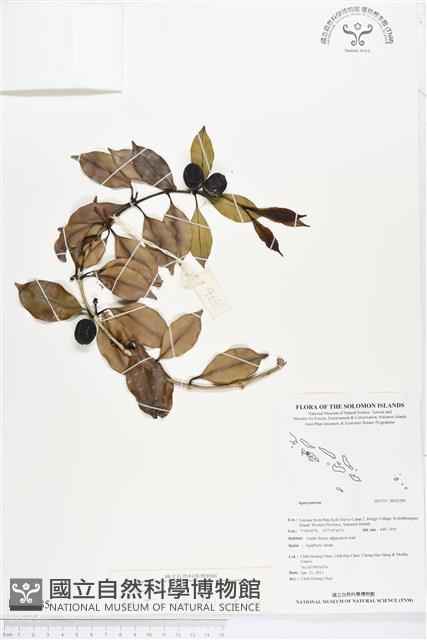 登錄號:BS02585藏品圖，第1張