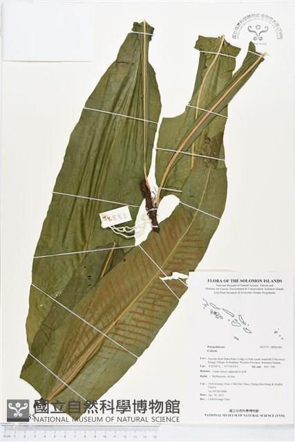 登錄號:BP00585藏品圖，第1張