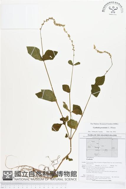 假川牛膝藏品圖，第1張