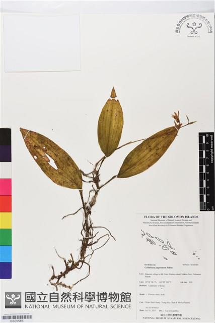 登錄號:BS05585藏品圖，第1張