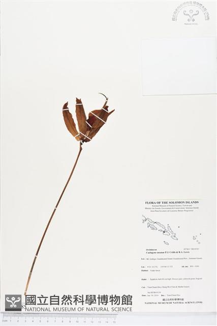 登錄號:BS04585藏品圖，第1張