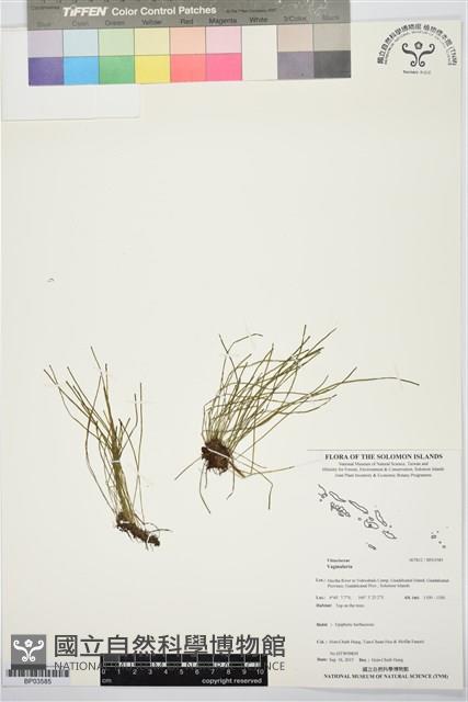 登錄號:BP03585藏品圖，第1張