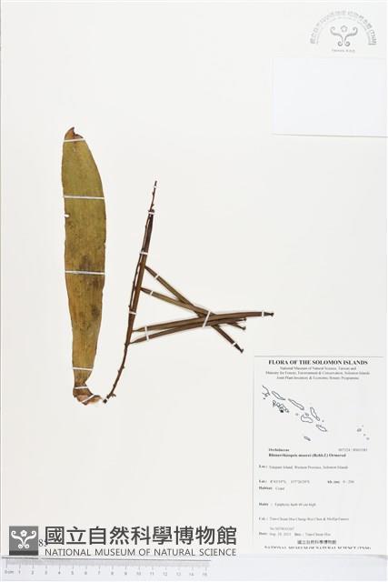 登錄號:BS03585藏品圖，第1張