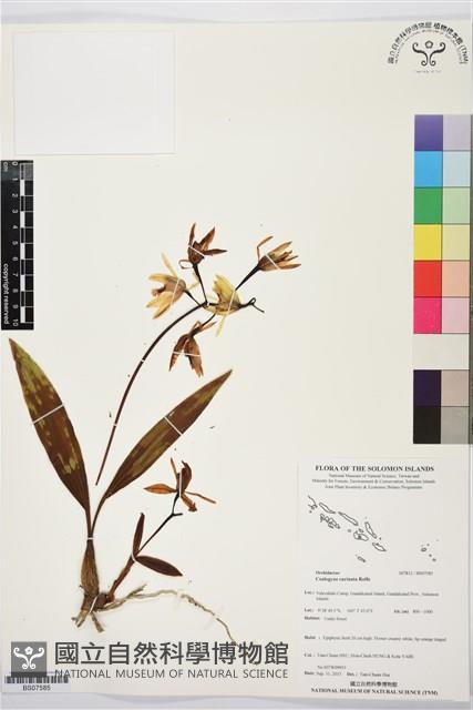 登錄號:BS07585藏品圖，第1張