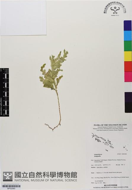 登錄號:BP02985藏品圖，第1張