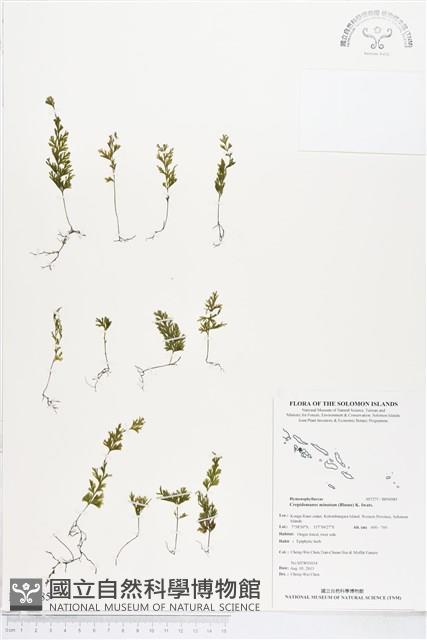 團扇蕨藏品圖，第1張