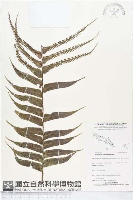 登錄號:BP01985藏品圖，第1張