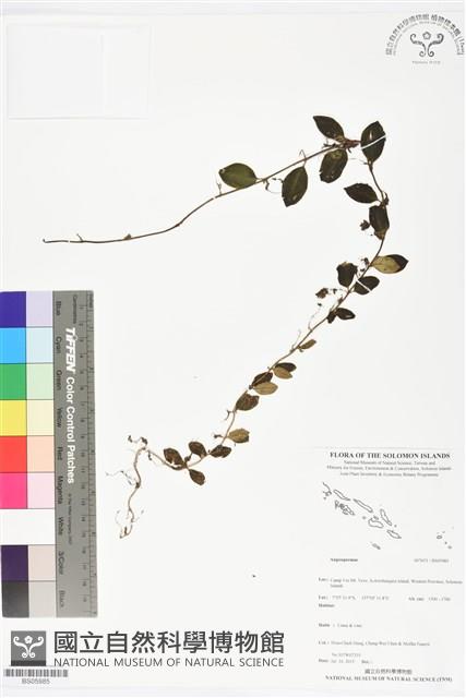 登錄號:BS05985藏品圖，第1張